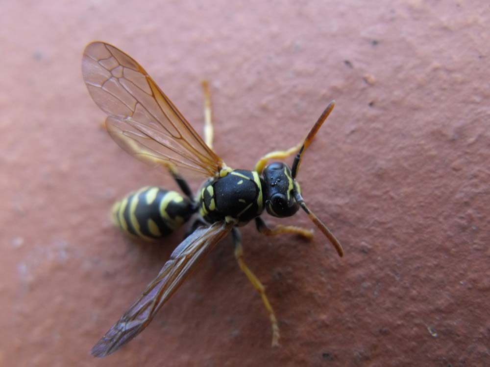 Polistes cf. nimpha F (Vespidae)